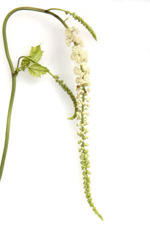 clover-flowers-hot-flushes-treatment-and-medication clover-flowers-hot-flushes-treatment-and-medication